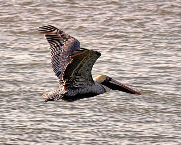 Pelican