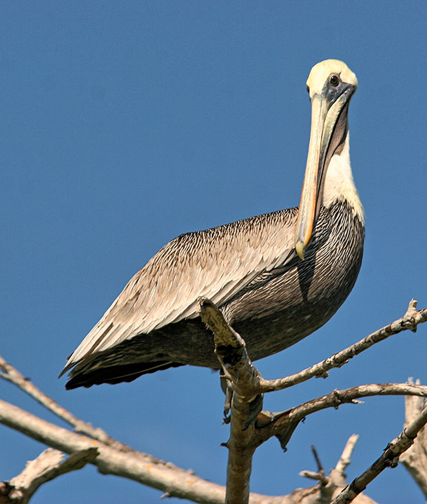 Pelican