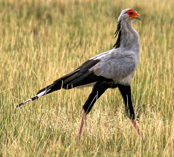 Secretary Bird