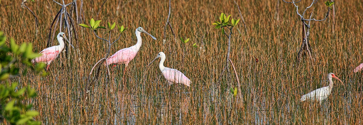 Spoonbill bird
