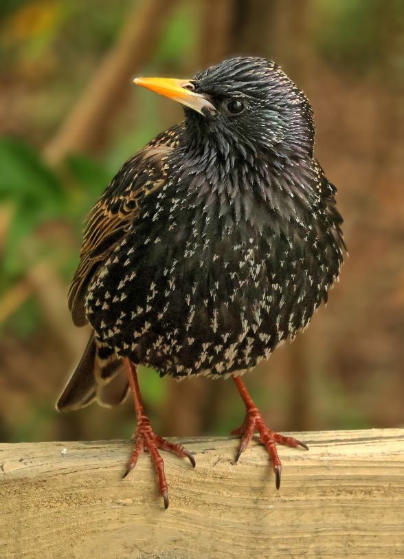 Starling