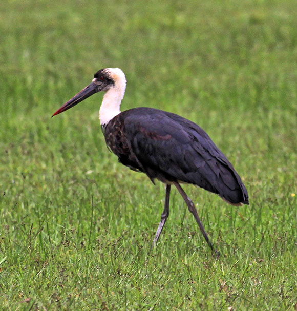 STORK