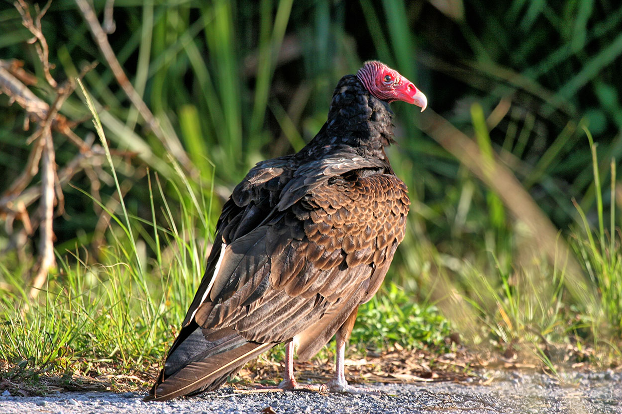 Turkey Vulture