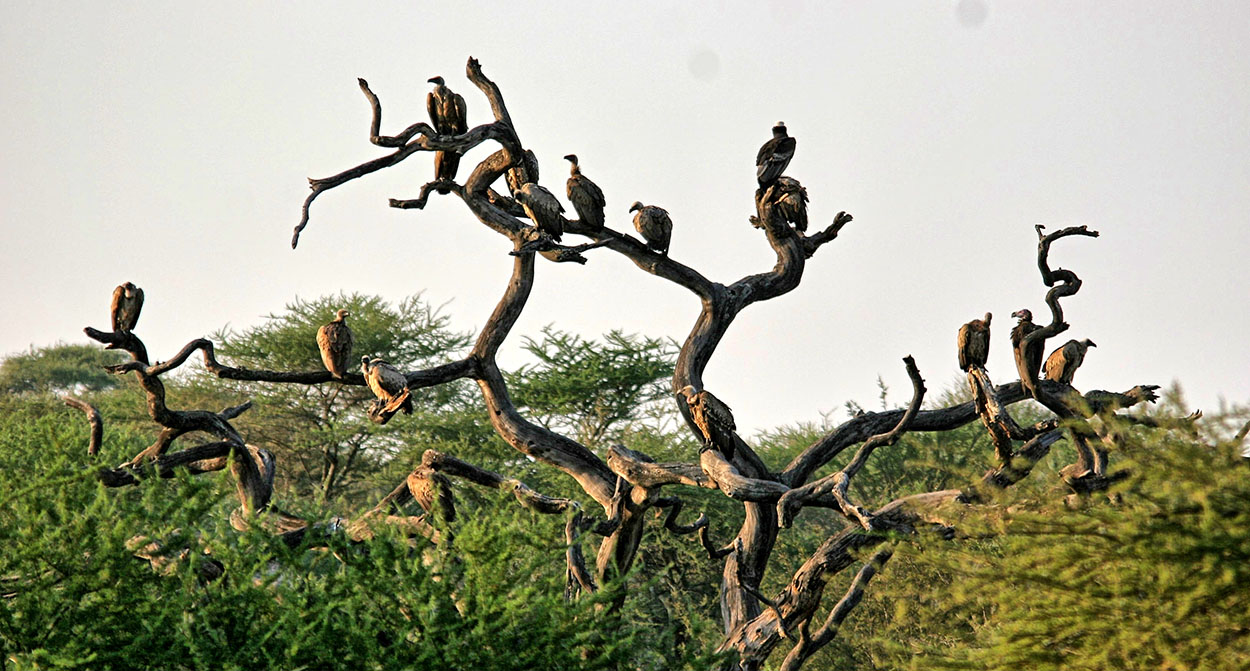 VULTURES