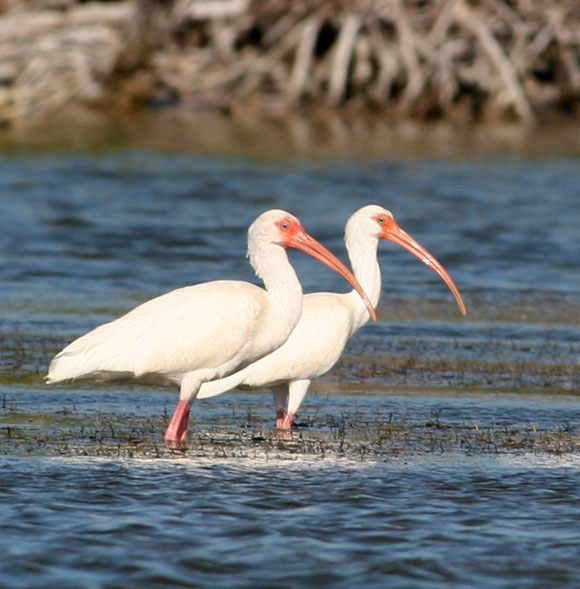 White Ibis