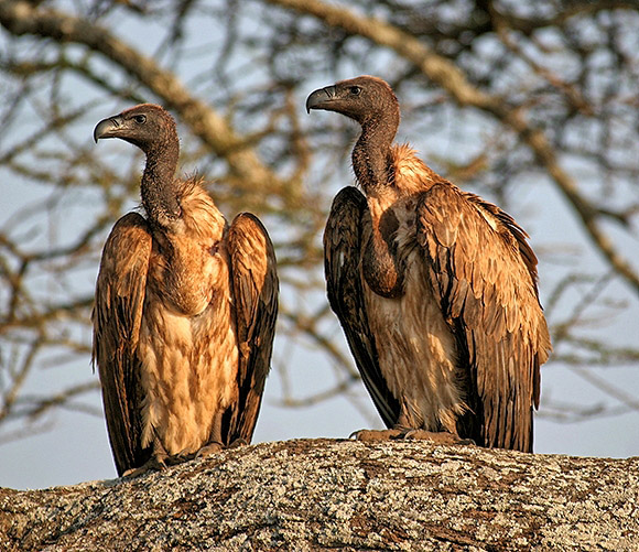 White-backed Vulture