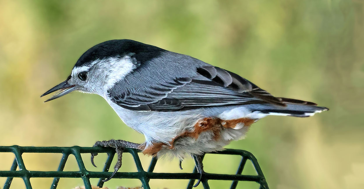 White-breasted Nuthatch