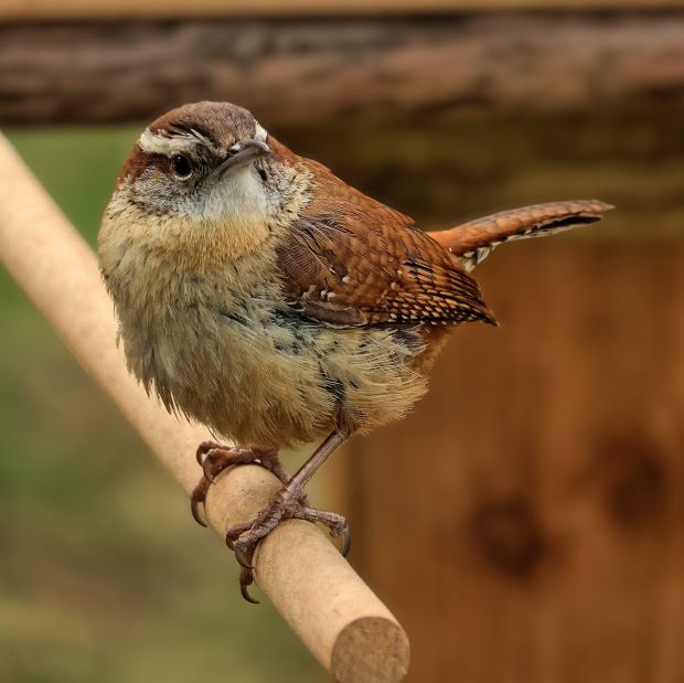 Wren