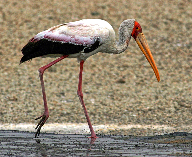 Stork