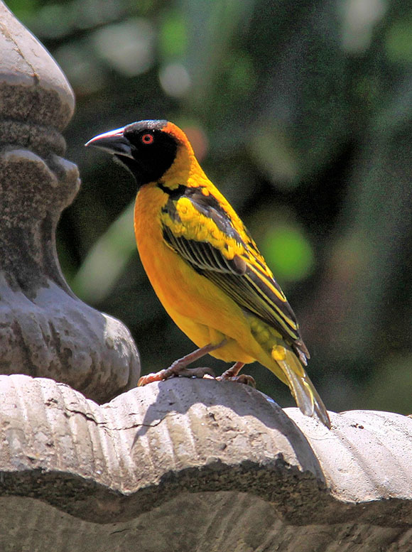 Backed Weaver