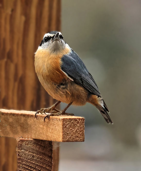 Nuthatch bird