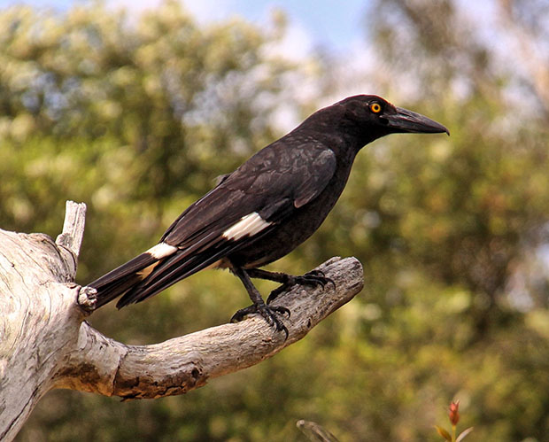 Pied currawong bird